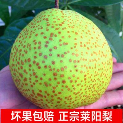 Pear Shandong Yantai fresh pregnant woman children fruit Dangshan Manufactor