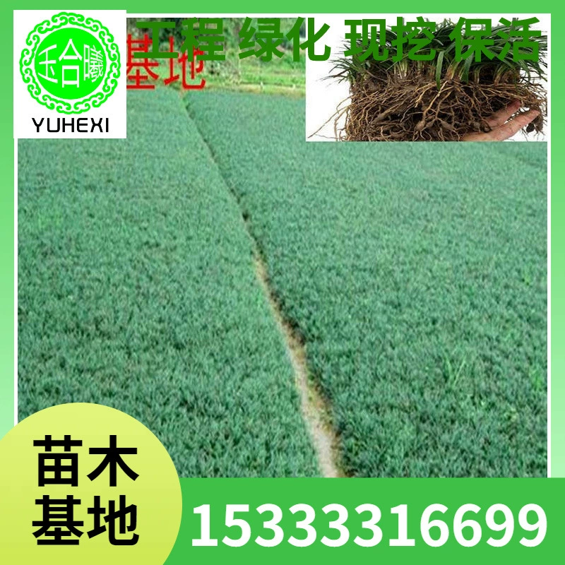 Оптовая продажа японских гигантских саженцев Ophiopogon japonicus, нефритовой травы дракона, Ophiopogon japonicus с золотыми краями, виллы во дворе, морозостойкой травы на севере и юге.