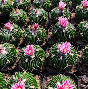 Multi-Edge Jade Thousand Waves 3-4cm Bulb Solid Cactus Flowering Pot Without Soil Shipped Succulent Plant