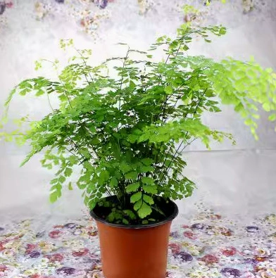 Папоротник девственная, многолетнее вечнозеленое травянистое растение с почвой, теневыносливый гидропонный цветок.