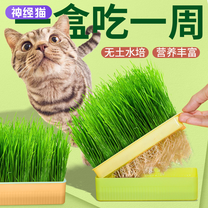 水培猫草罐头吐毛球化毛促进消化栽培猫薄荷成猫猫咪零食宠物用品