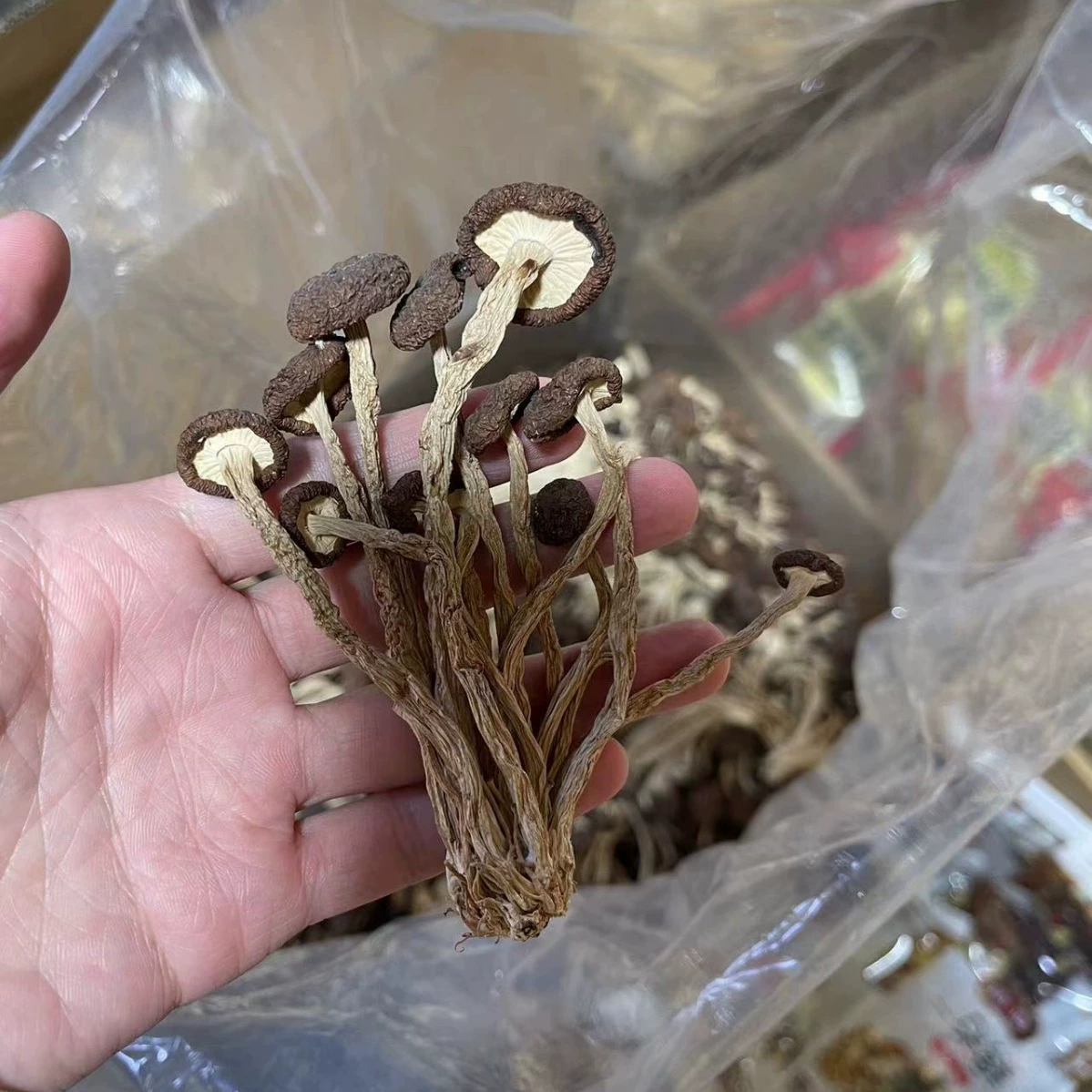 Новые товары Agrocybe сухие не открывать парашютный парашют оптом 500 г новые производители грибов прямые поставки происхождения