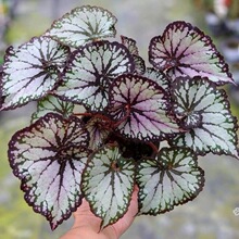 蟆叶秋海棠盆栽室内绿植彩叶芋观叶海芋热植垂丝海棠观叶植物花卉