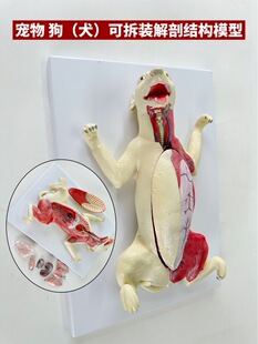 Dog model dog anatomy animal specimen dog skeleton dog skeleton dog anatomy removable viscera pet dog science and education exhibition