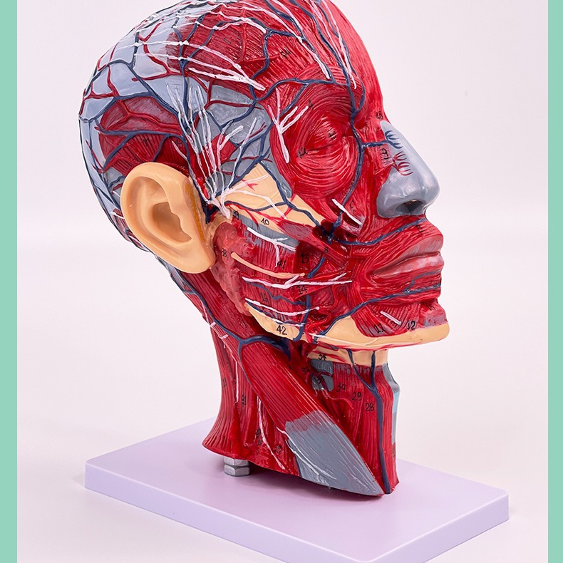 ����ͷ��ҽѧ����ͷ�Ǵ�������Ѫ��ģ���� �����沿��΢����