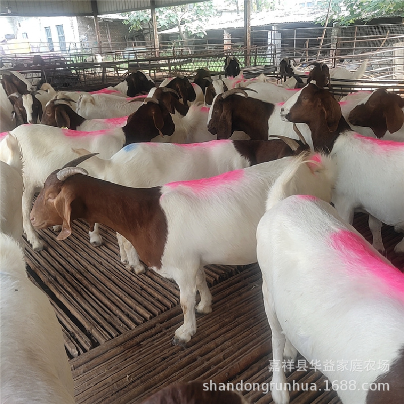 河南波尔山羊养殖场养殖波尔山羊的利润多胎怀孕母羊能用的种公羊