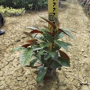 2412B ���l �t���� �ϱ��� �ر�����С���r ����ֱ�N