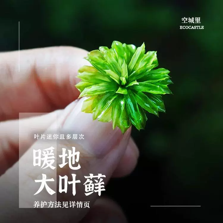 「In the Empty City」Теплая земля, большой листовой мох, редкий мох, настольный микропейзаж, свежий и простой в обслуживании, высокое качество, оптовая продажа