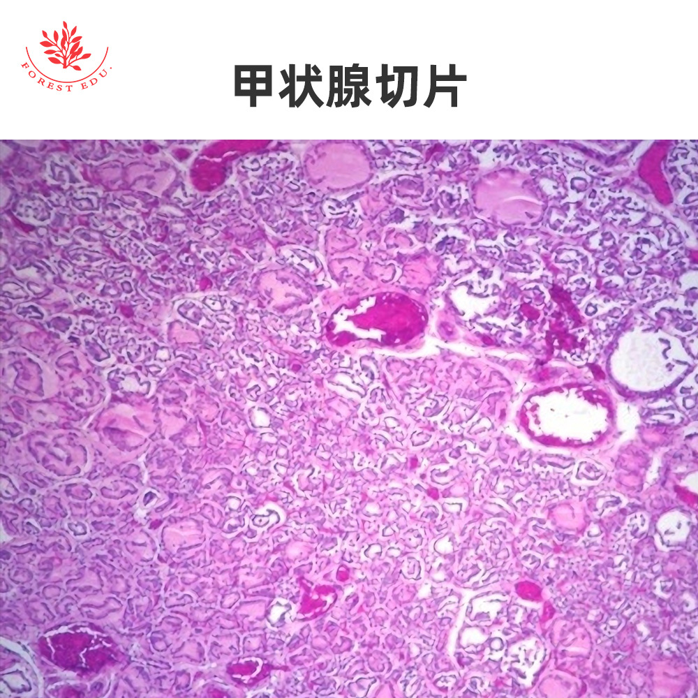 4 内分泌系统显微玻片