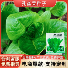 孔雀菜种子四季沙拉菜种籽罗马直立生菜种子耐寒阳台盆栽蔬菜
