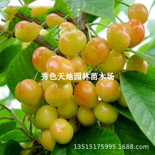 ���̙�����޽��S���Ҙ������Ɓ��S������ϱ����Nֲ����Y������