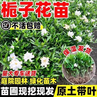 Gardenia Saplings Balcony Potted Four-Season Green Plants Large Leaf Branches Garden Landscape Air Purification Courtyard Greening Seedlings