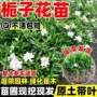 盆栽绿化叶枝四季栀子花