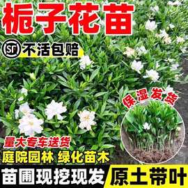 栀子花树苗阳台盆栽四季绿植大叶枝子园林景观净化空气庭院绿化苗
