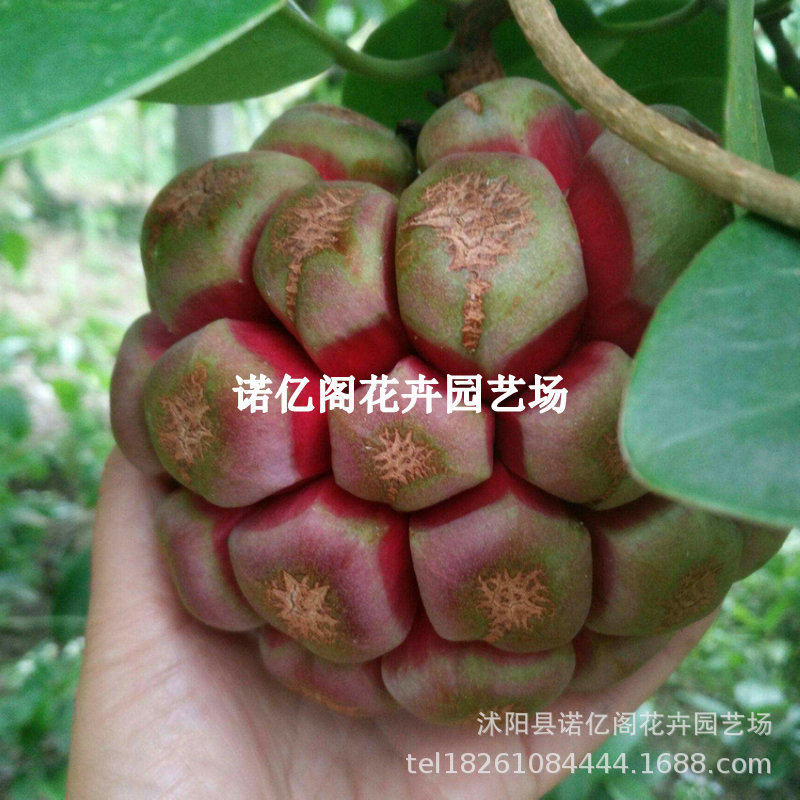 黑老虎苗大血腾福布娜布福娜浙江果树苗当年结果盆景地载南方种植