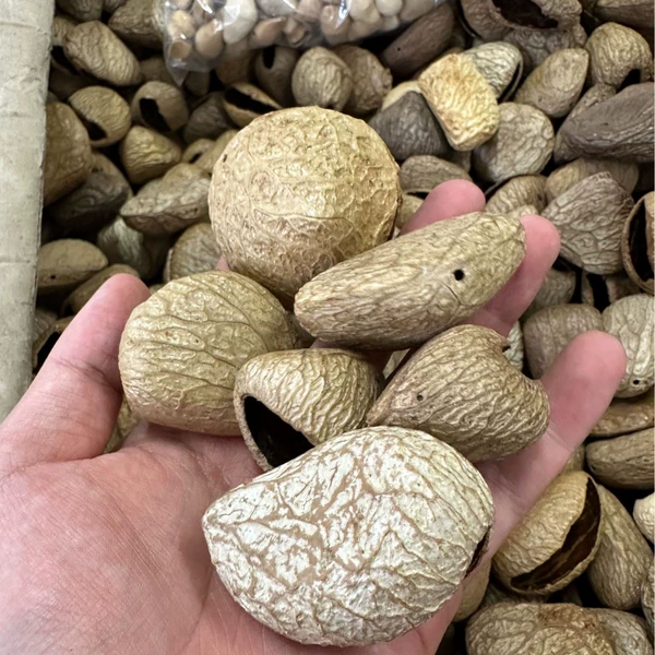 Panji Indonesian black fruit 1 piece (already punched) The stock is good or bad
