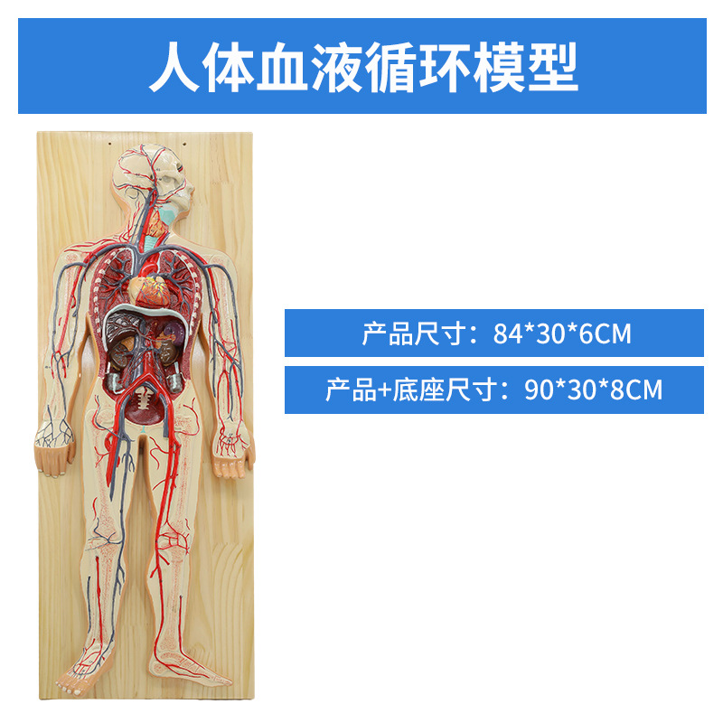 ������ϵͳ ѪҺѭ��ϵͳ ����ϵͳ ����ϵͳ �ڷ��� ������