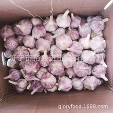 出口红蒜，紫皮蒜，紫红皮大蒜，red garlic,purple garlic优质