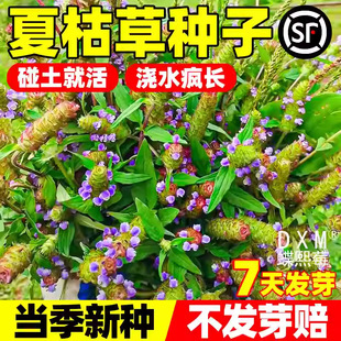 �ĿݲݷN�����뻨���ĹȲ��ĹŲ��Ĺ����Ĺ���һ�������ݷN��ֲ��