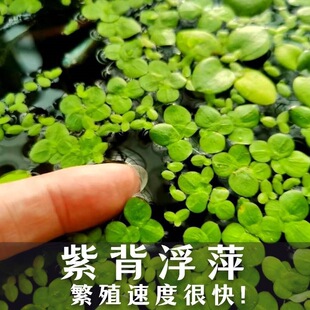 �ϱ���Ƽ֥��Ƽ����ˮ�|�B�~���M�rзˮ����Ȼ�u����ϵ�ˮС��Ƽ