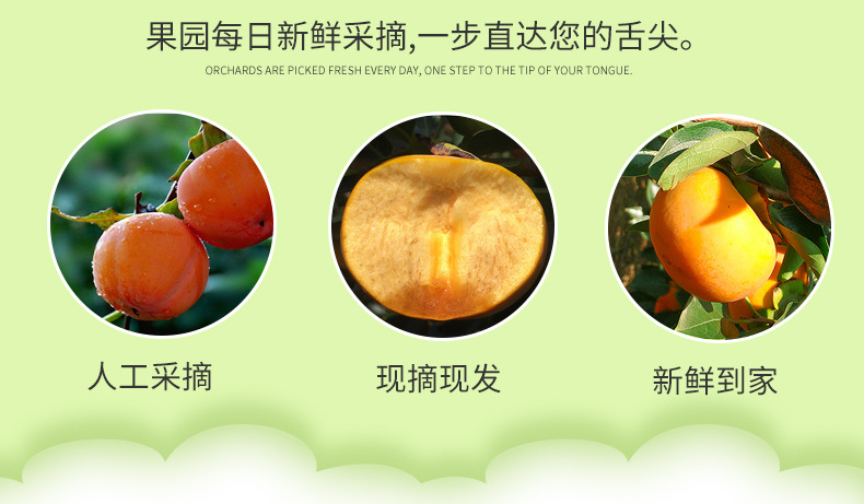 陕西脆甜柿子_09