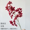 Lily Orchid-Red
