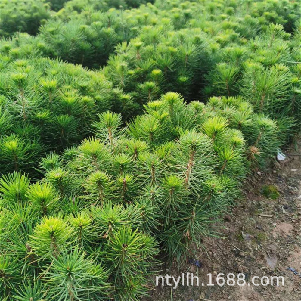 基地供应黑松油松小苗白皮松马尾松绿化苗木量大批发造型黑松盆景