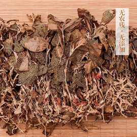 正宗福建红霞金线莲深山林下仿野生种植特级整株金线莲干品养生茶