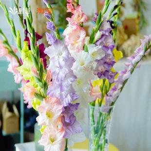 Gladiolus Bulbs Are Sun-Loving Imported Garden Terrace Perennial Flower Border Herbal Bulb Flower Bulbs