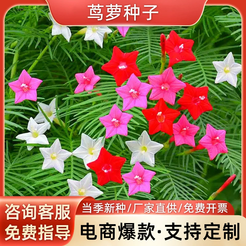 Семена Триходерма семена Four Seasons виды вьющиеся растения балкон двор легко жить восхождение Висячие виды цветов