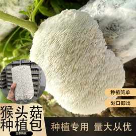 菌菇种苗;羊肚菌;盆栽