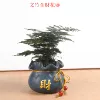 [财花器-盆栽文竹 一盆]