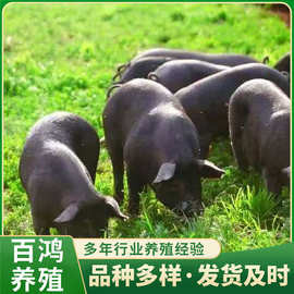 出售农场生态散养黑猪母猪活体小黑土猪多少钱一只莱芜黑猪养殖场