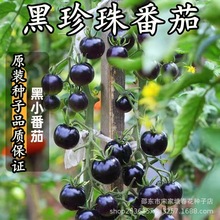 新品黑色小番茄種子高產小西紅柿四季播聖女果季盆栽陽台水果種籽