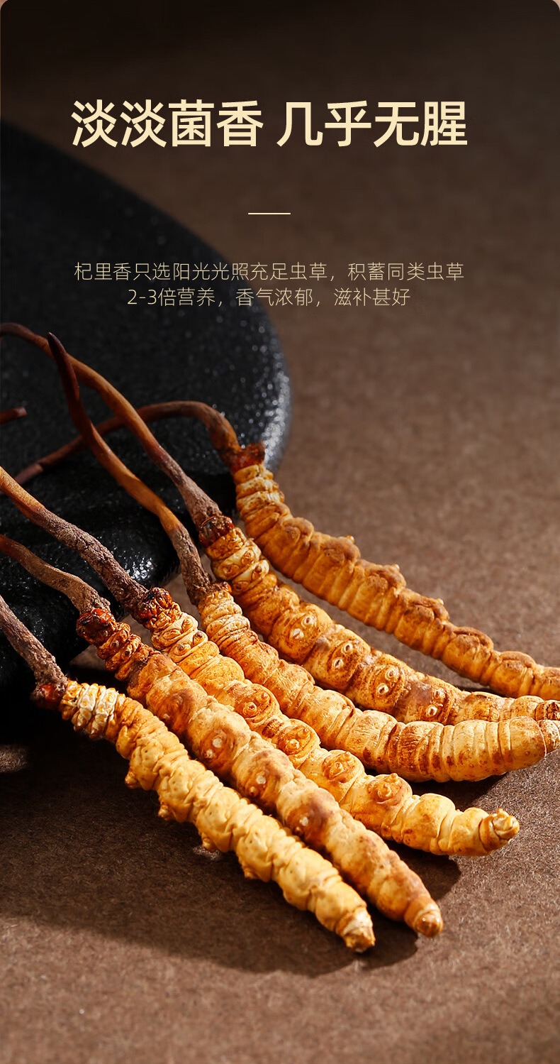 Premium Cordyceps Sinensis Dried Herb 1g Box 5 Stems Whole Fruiting Bodies for Traditional Soup and Decoction quality and texture