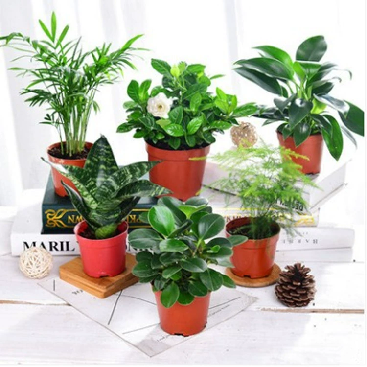 Гардения Счастье Дерево Утка Нога Деревянный Офис Крытый Рабочий Стол Зеленое Растение Маленький Горшок Зеленое Растение Цветок Бонсай Оптовая