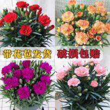 ����ܰ���Ԏ�����ʯ�񻨾Gɫ�ļ��_���҃��̨�͏d�Gֲ���ܺ��B��