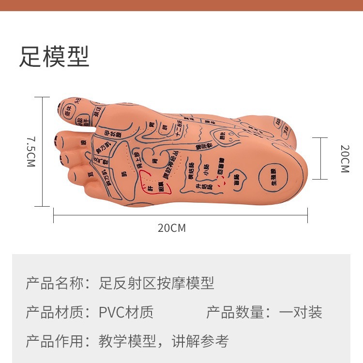 ����19CM��Ħ��ĽŲ�Ѩλ ��������ģ��ģ�Ͳ�������ģ��