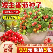 �������ѷN������С���t���}Ů���r���̨ˮ���߲˷N���׻��ļ���