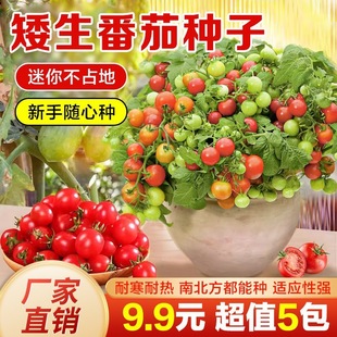 �������ѷN������С���t���}Ů���r���̨ˮ���߲˷N���׻��ļ���