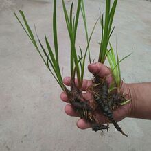 ����ˮ��ˮ������ֲ�ﻨ�ܲ�ͥԺ�����B��΢�쾰�^�҃����ļ��Gֲ