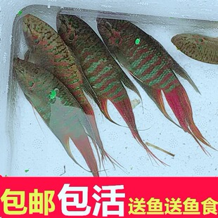�Ї����~���~���w�ղ���ˮ��ˮ�^�p�~��Ƥ�Ų�β���B���ֽ����B