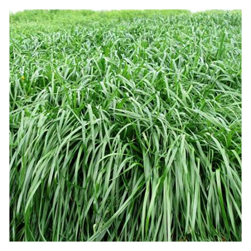 1 кормовые семена райграса зимнее пастбище 70 сезонов кормовые семена свинья Крупный рогатый скот курица кролик Животноводство съедобная трава