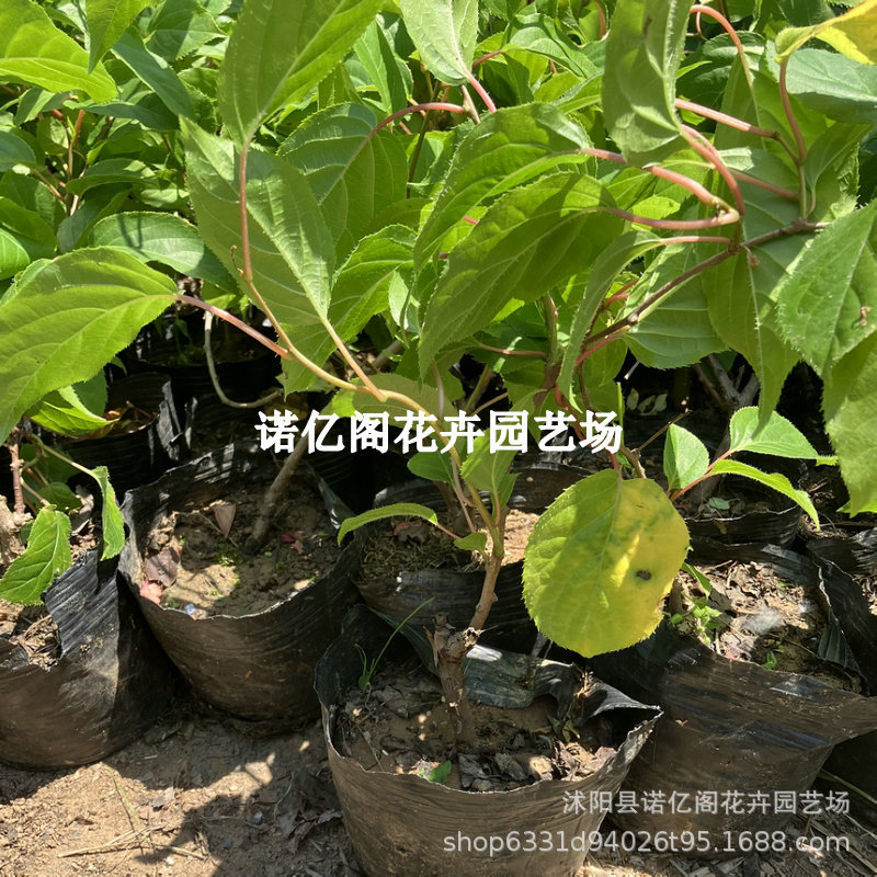 软枣猕猴桃苗龙城丹东软枣苗果树苗盆栽圆枣狗枣子南北方带土钵苗