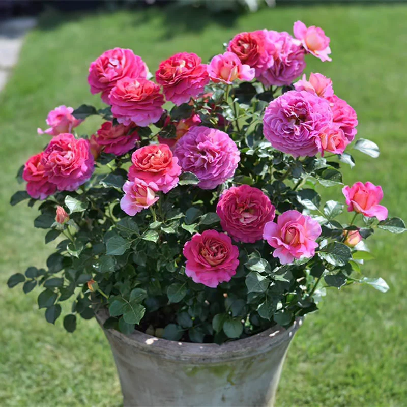 Цельный дропшиппинг, парижский дух, розовые цветы, рассада, ароматные цветы в горшках, круглый год, балконные садовые цветы и зеленые растения