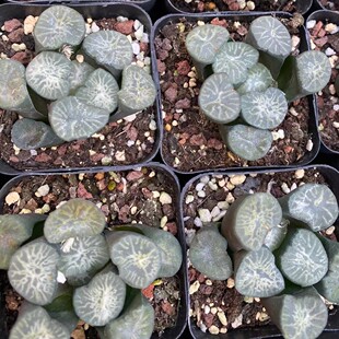 Jade Dragon Vast Japan Green Plant Potted Landscape Succulent Plant Greenhouse Wholesale Agave Cactus Haworthia