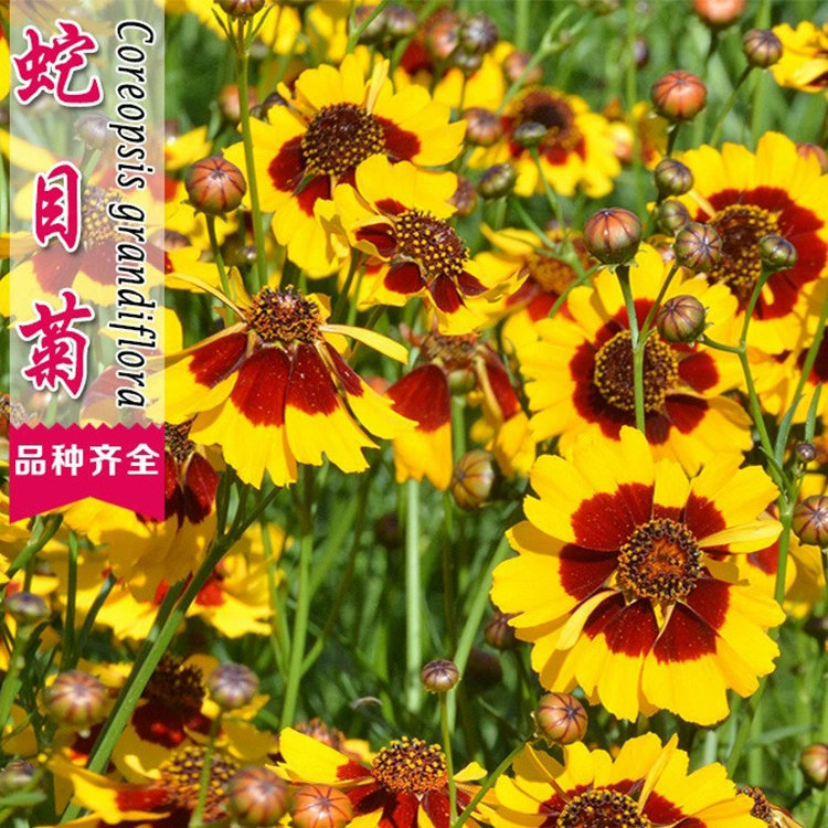 Семена хризантемы змеи легко жить Крытый Лето горшечные Семена цветов летние цветы растения цветы летние Семена оптом