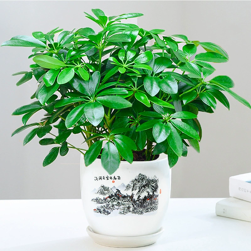 Aqueseed гидропонное Горшечное прибыльное растение дерева восемь направлений, чтобы заработать деньги утиная нога Древесина Крытая зеленая посадка цветы богатое дерево выращивание воды