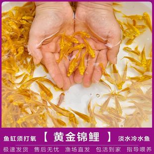 ϡ���~���P�\���Lβ��ˮС���~�д����^�p�~����[�����l�羳ֱ�N