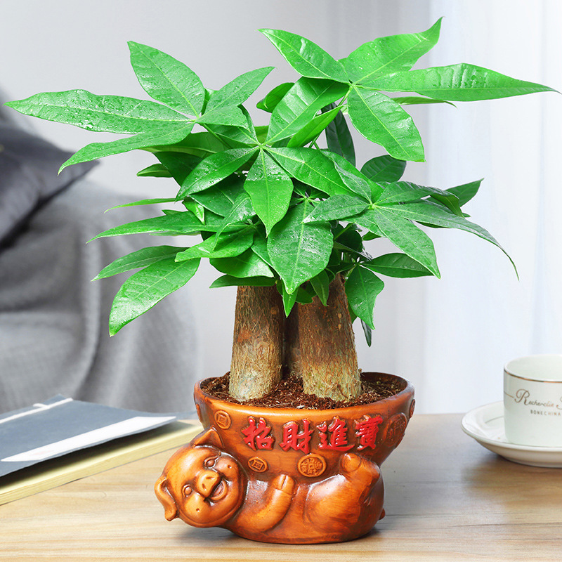 árboles ricos pequeñas plantas de maceta flores verdes plantas de oficina absorción de formaldehído árboles hidropónicos de bambú de lapis verde buena alimentación maceta